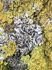 Physcia millegrana