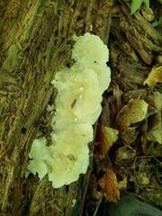 Tyromyces galactinus