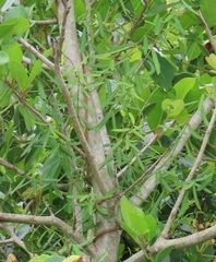 Secamone filiformis