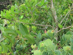 Secamone filiformis