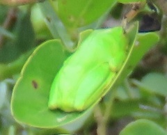 Hyperolius tuberilinguis