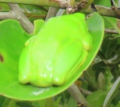 Hyperolius tuberilinguis