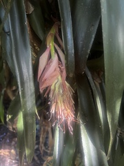 Billbergia pyramidalis