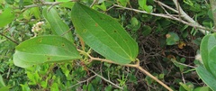 Smilax anceps