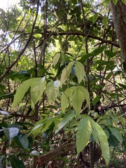 Paullinia pinnata