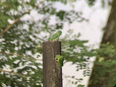 Forpus conspicillatus