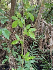 Paullinia pinnata