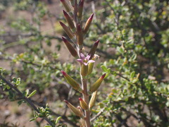Adromischus sphenophyllus