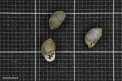 Euchondrus pseudovularis