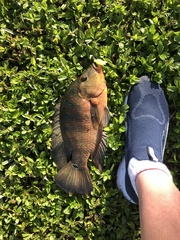 Mayaheros urophthalmus