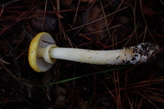 Amanita augusta