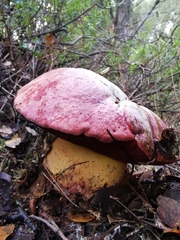 Rubroboletus lupinus