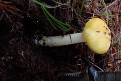 Amanita augusta