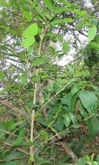 Tricalysia