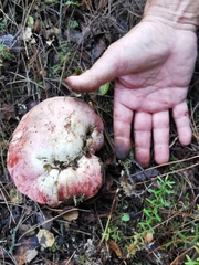 Rubroboletus lupinus