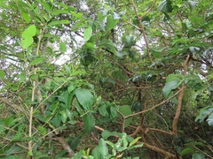 Tricalysia