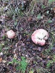 Rubroboletus lupinus
