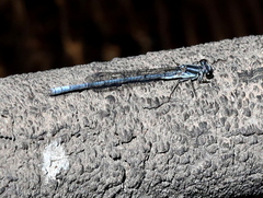 Pseudagrion furcigerum