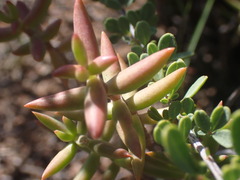 Crassula tetragona