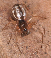 Microlinyphia pusilla