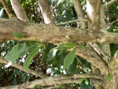 Crescentia cujete