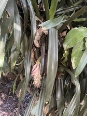 Billbergia pyramidalis