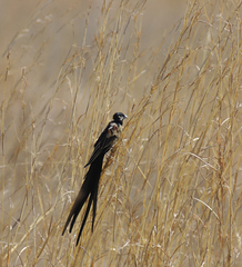 Euplectes progne