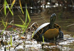 Pseudemys floridana