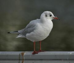 Chroicocephalus ridibundus