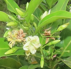 Kraussia floribunda