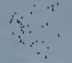 Columba livia domestica