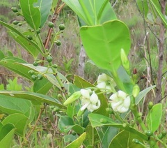 Kraussia floribunda