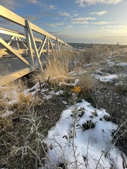 Ericameria nauseosa hololeuca