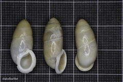 Buliminus lamprostatus