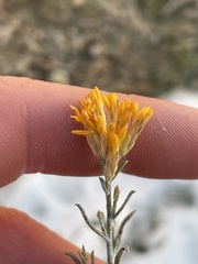 Ericameria nauseosa hololeuca