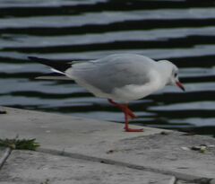 Chroicocephalus ridibundus