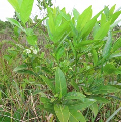 Kraussia floribunda