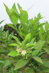 Kraussia floribunda