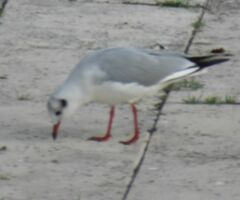 Chroicocephalus ridibundus