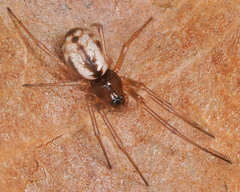 Microlinyphia pusilla