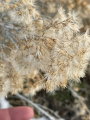 Ericameria nauseosa hololeuca