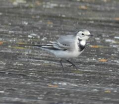 Motacilla alba