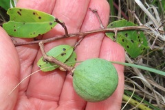 Salacia kraussii