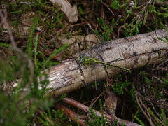 Gomphus pulchellus