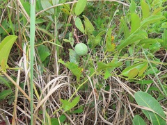 Salacia kraussii