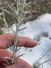 Ericameria nauseosa hololeuca