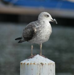 Larus fuscus