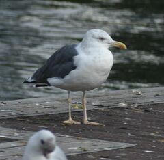 Larus fuscus
