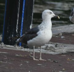 Larus fuscus