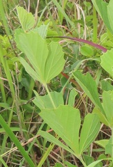 Rhoicissus tridentata